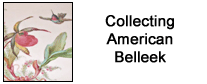 Collecting American Belleek