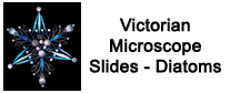 Victorian Microscope Slides - Diatoms